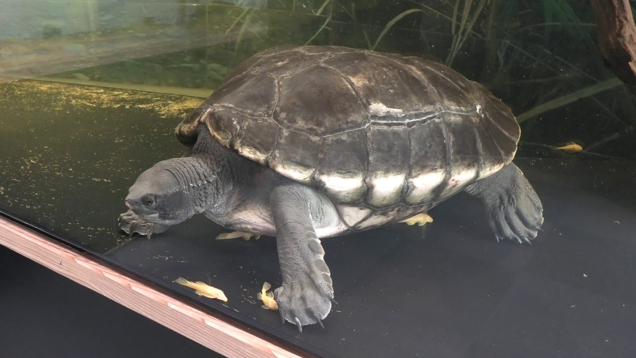 Central american river turtle