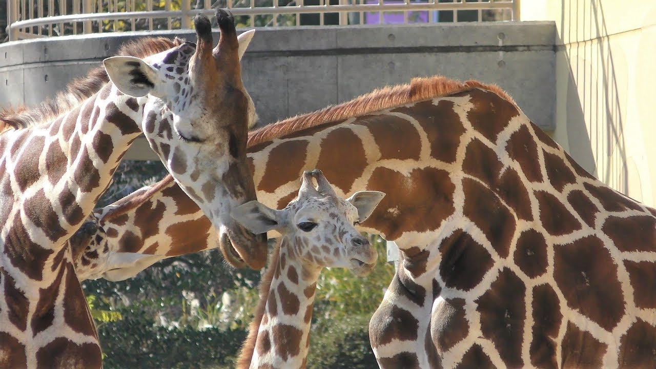 Reticulated giraffe