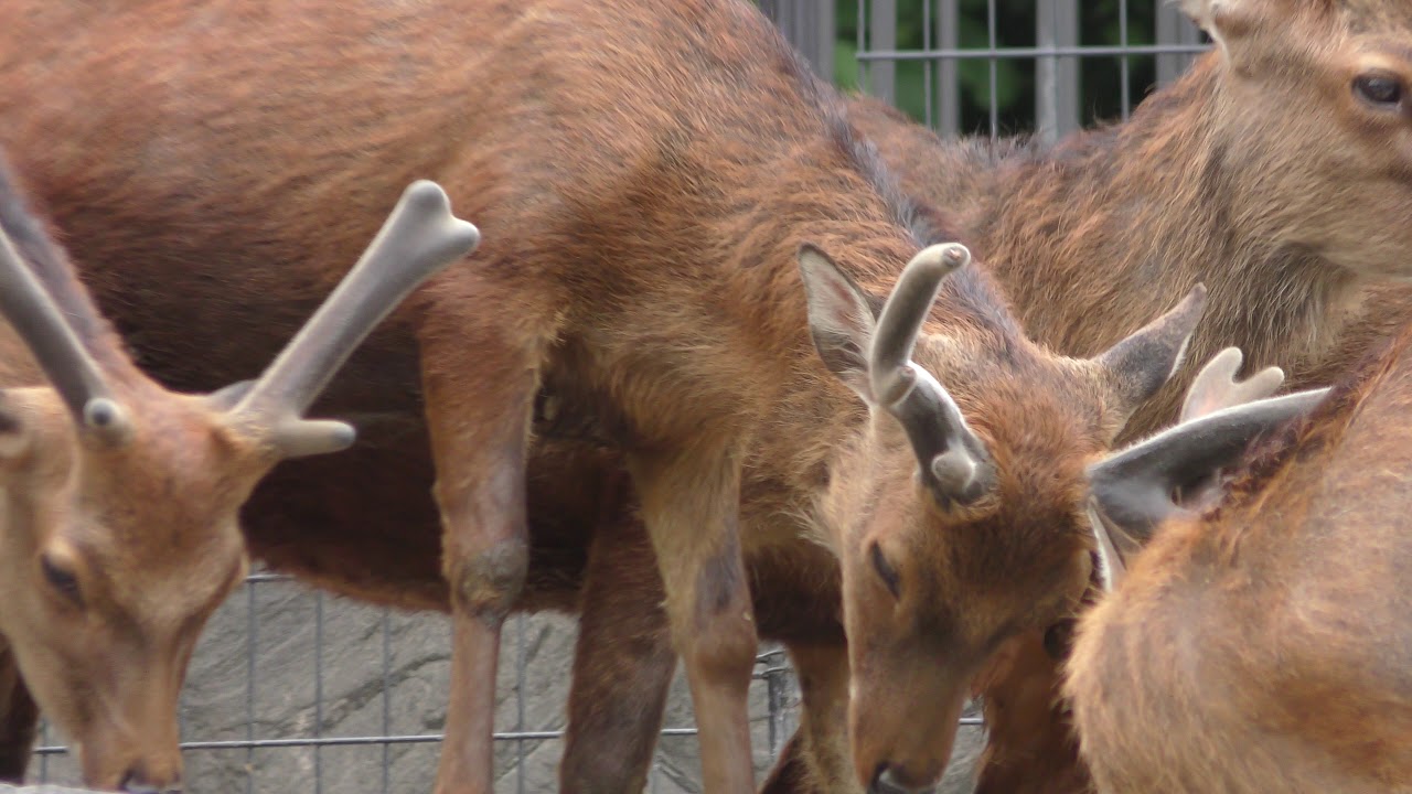 Sika deer (mageshimae)