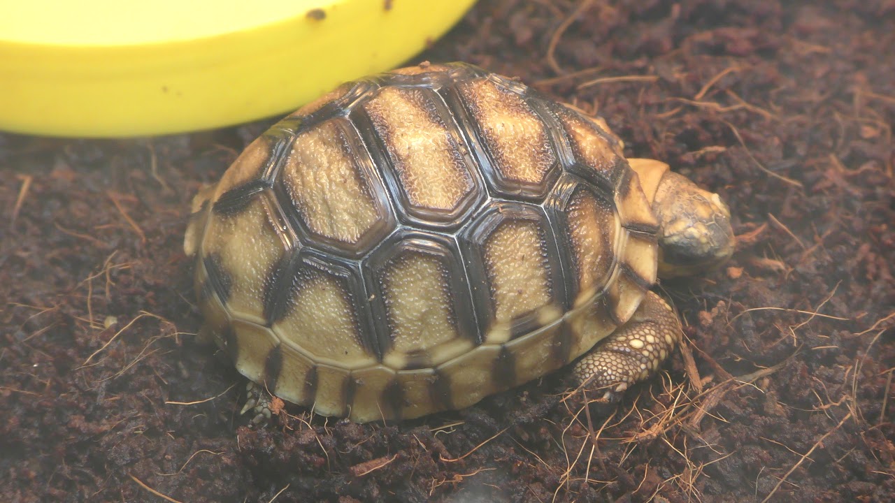 ヘサキリクガメ | 動物図鑑 | ZFC.jp