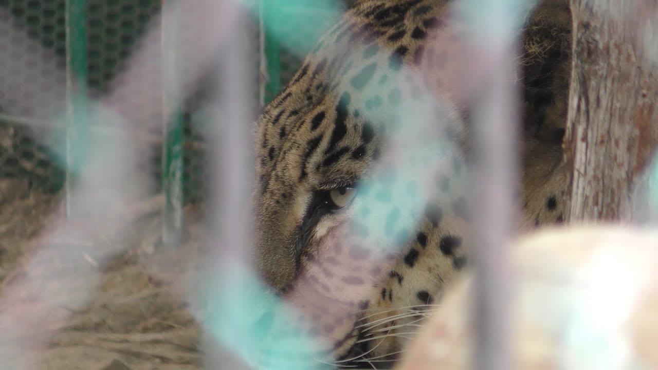 Persian leopard