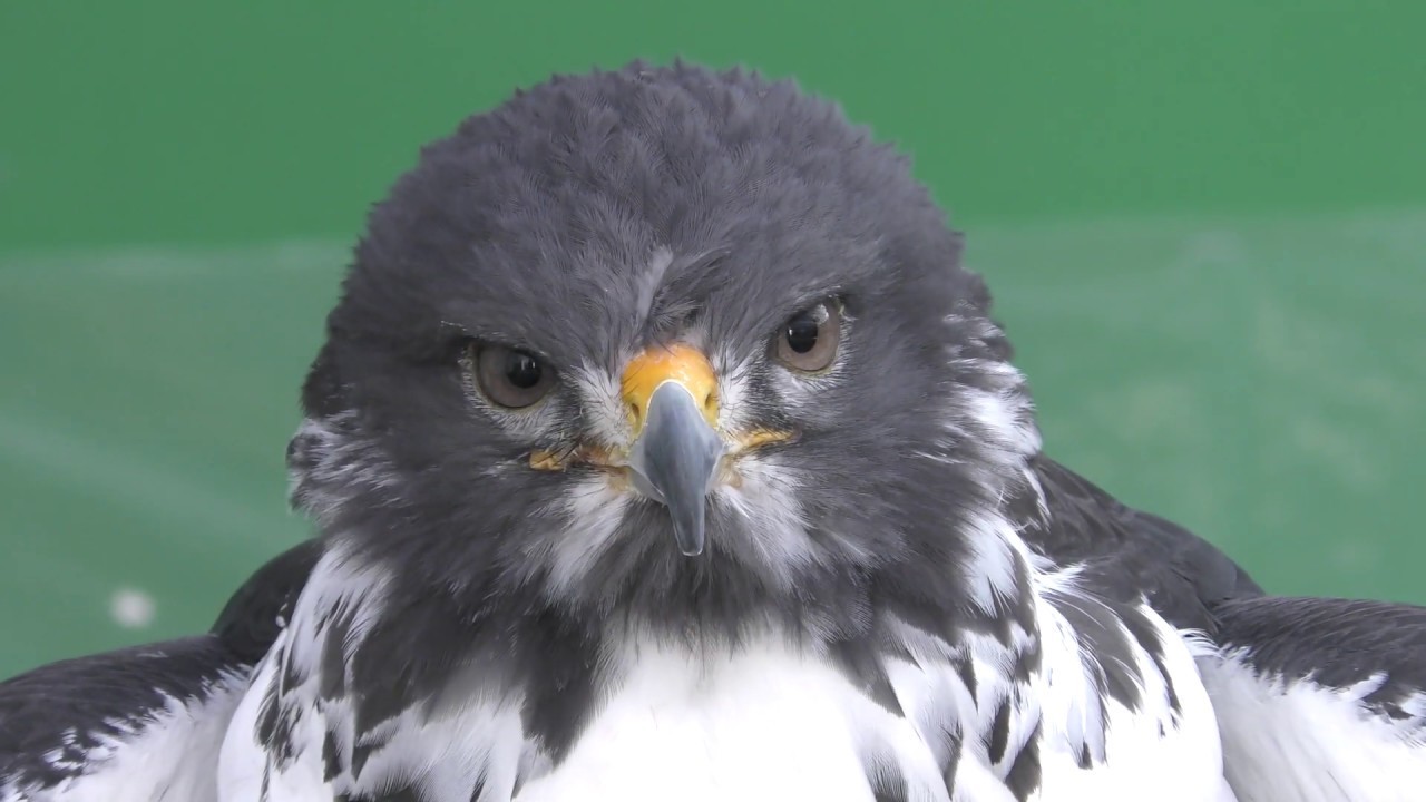 Augur buzzard