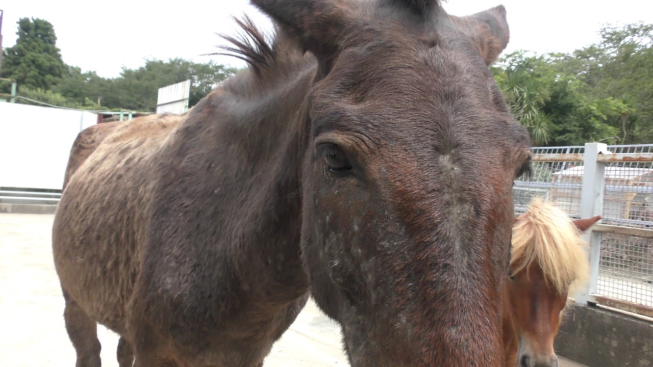 Mule