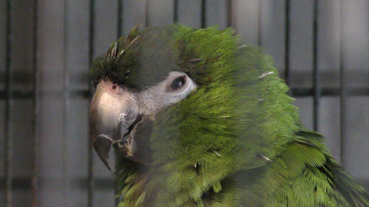 Red-shouldered macaw
