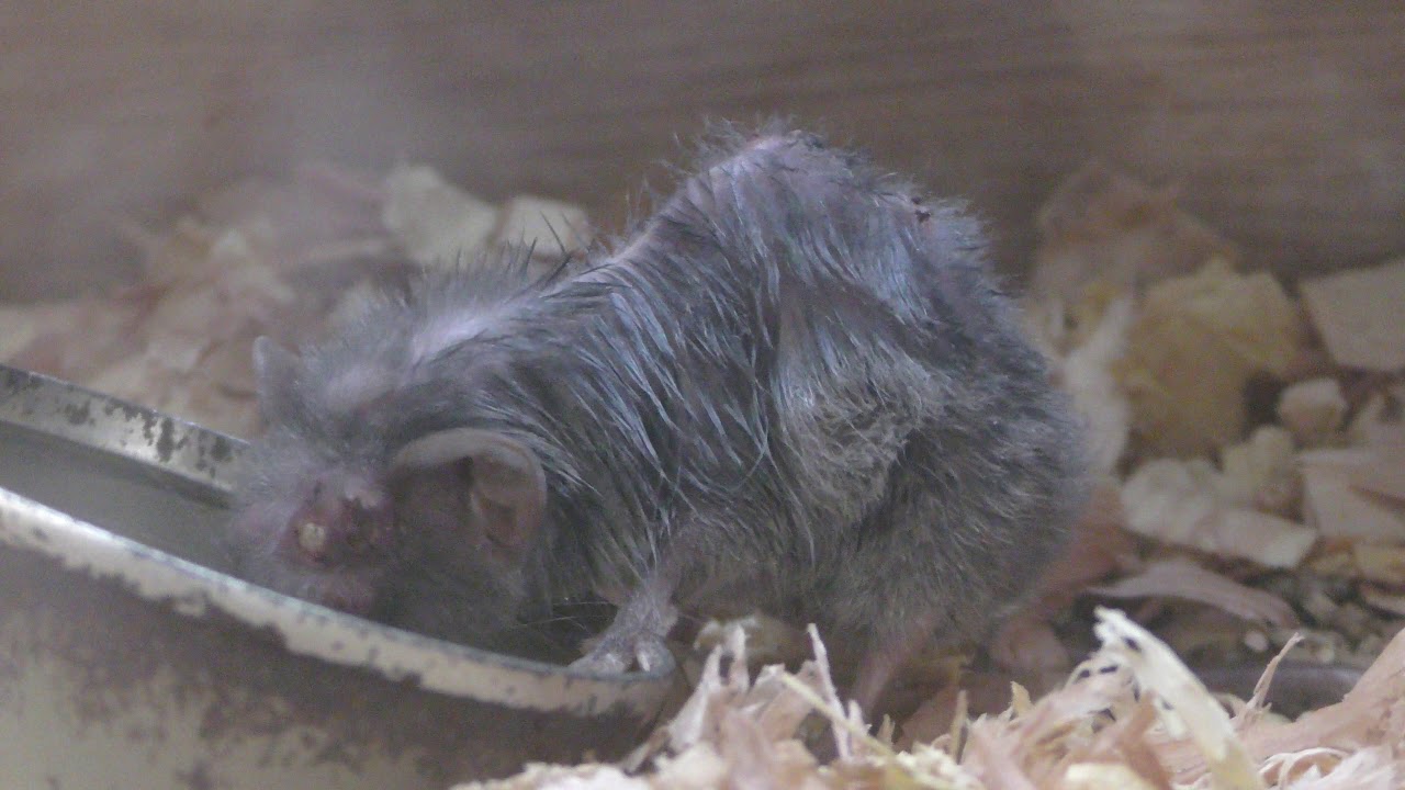 Asian house shrew