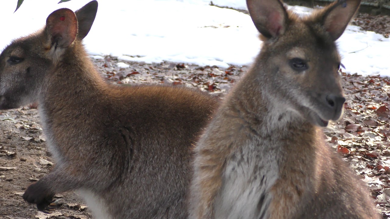 Red-necked wallaby