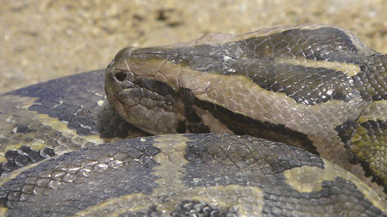 Asiatic rock python