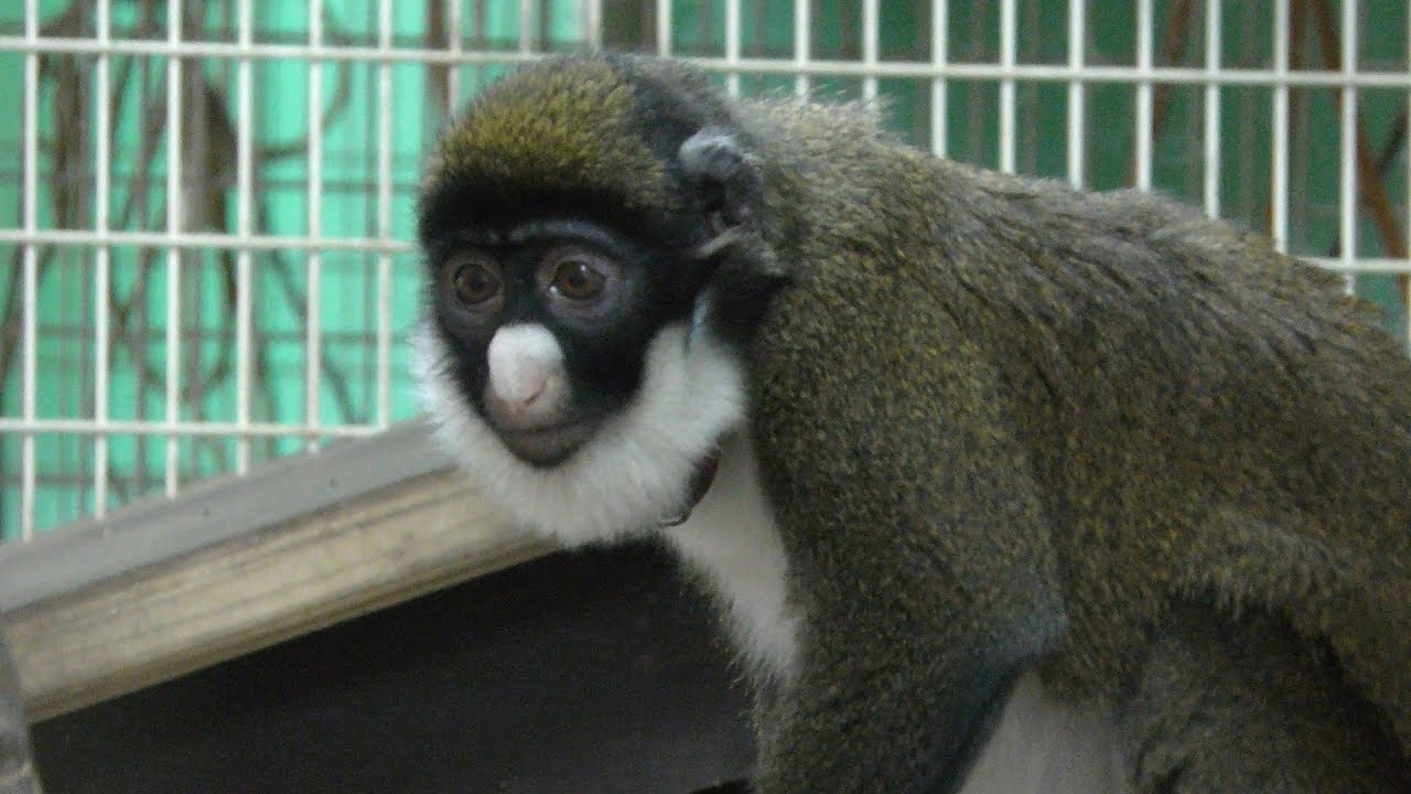 Lesser spot-nosed monkey