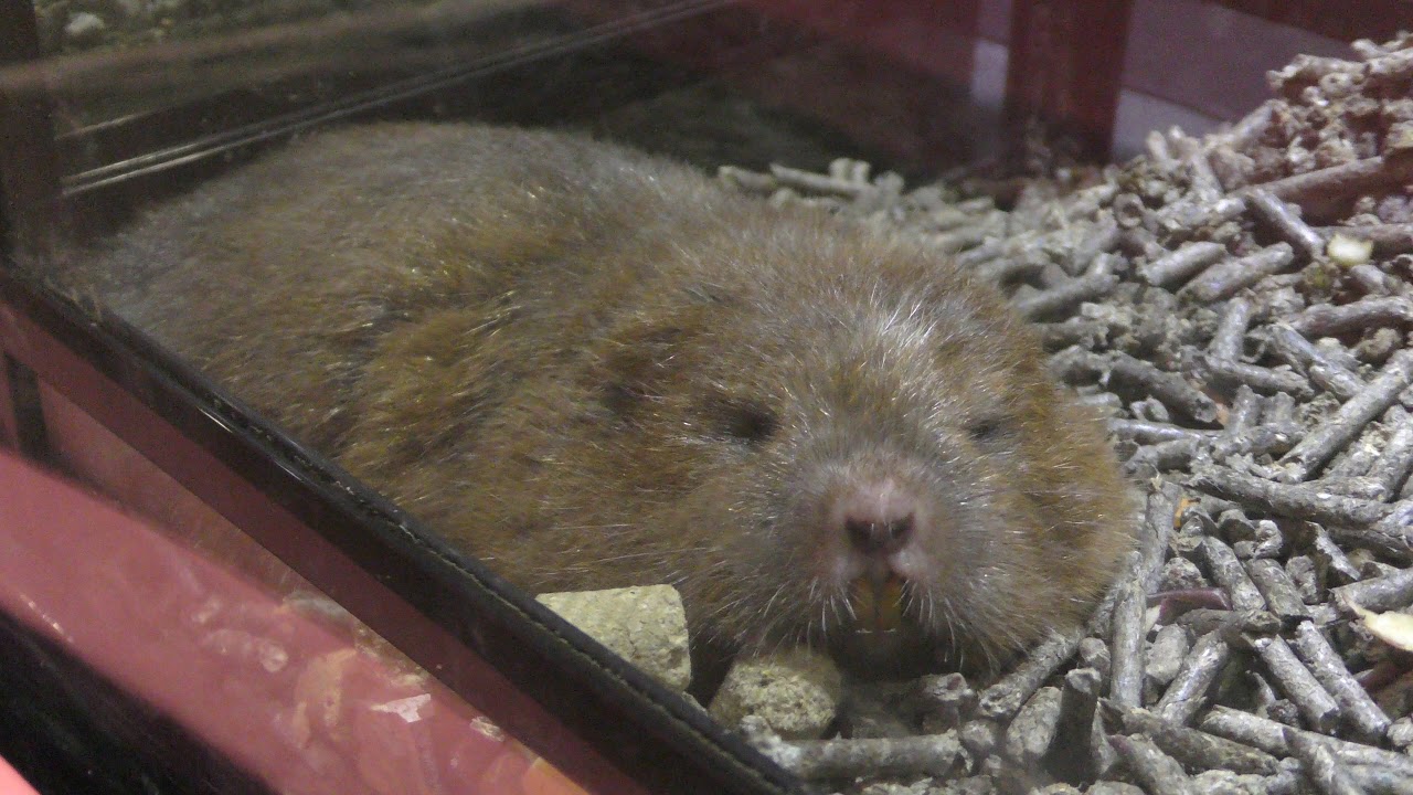 Lesser bamboo rat