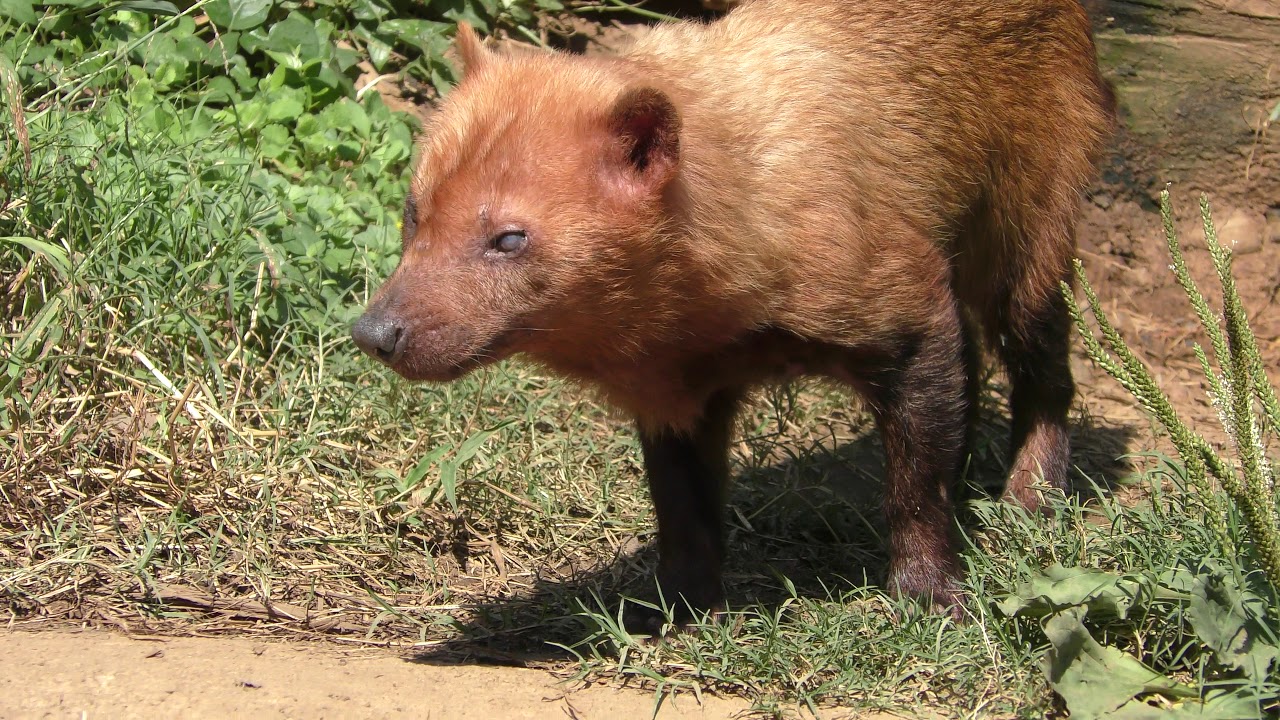 Bush dog
