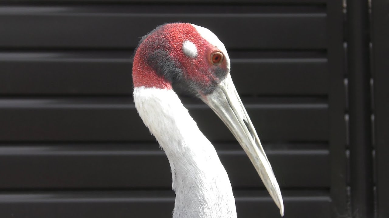Sarus crane
