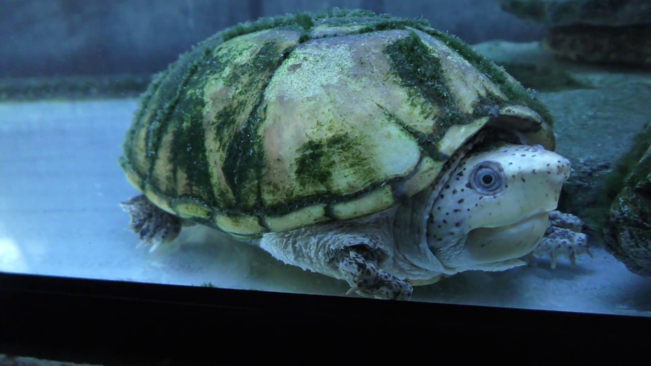 Loggerhead musk turtle