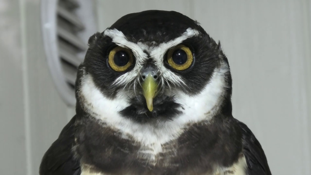 Spectacled owl