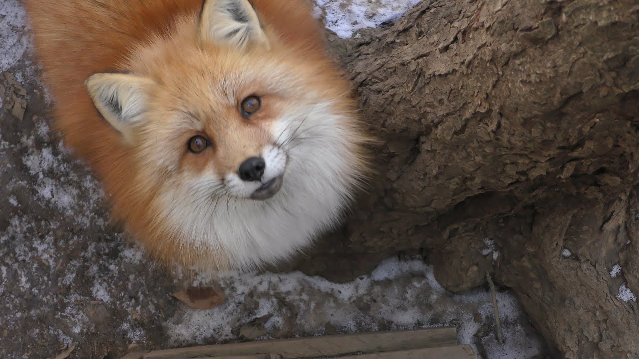 Ezo red fox