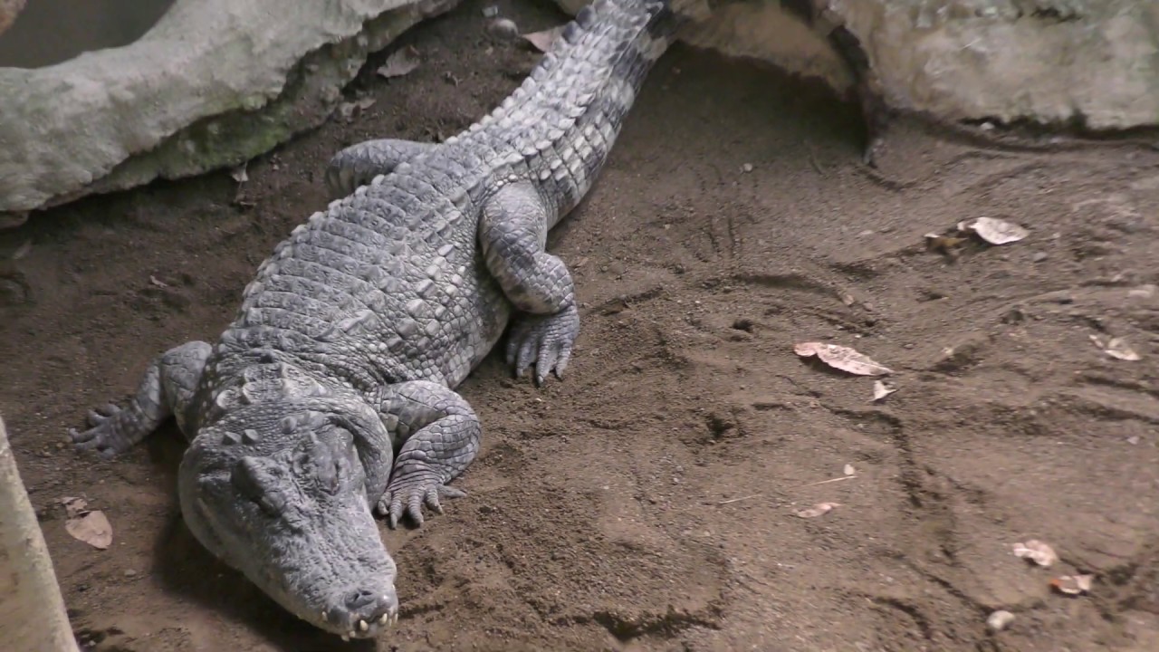 Siamese crocodile