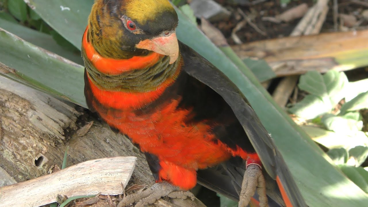 Dusky lory