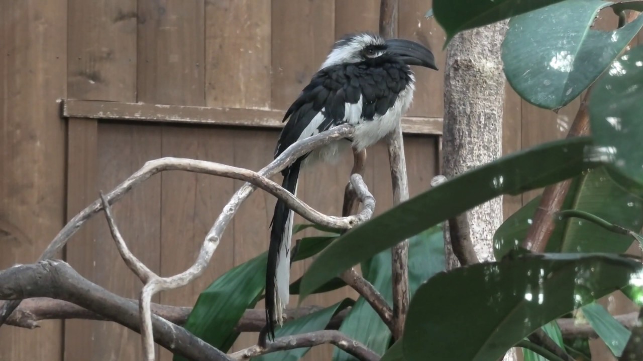 Von der decken's hornbill