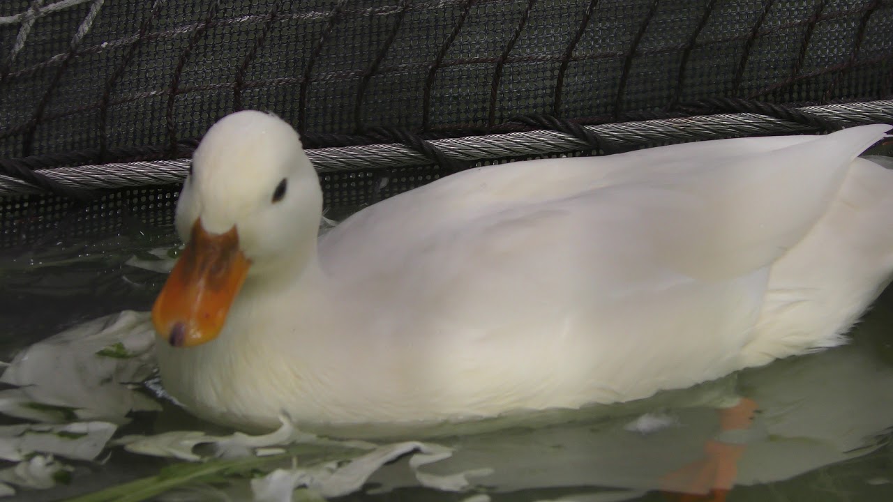 Call duck