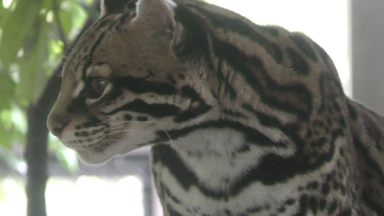 Ocelot