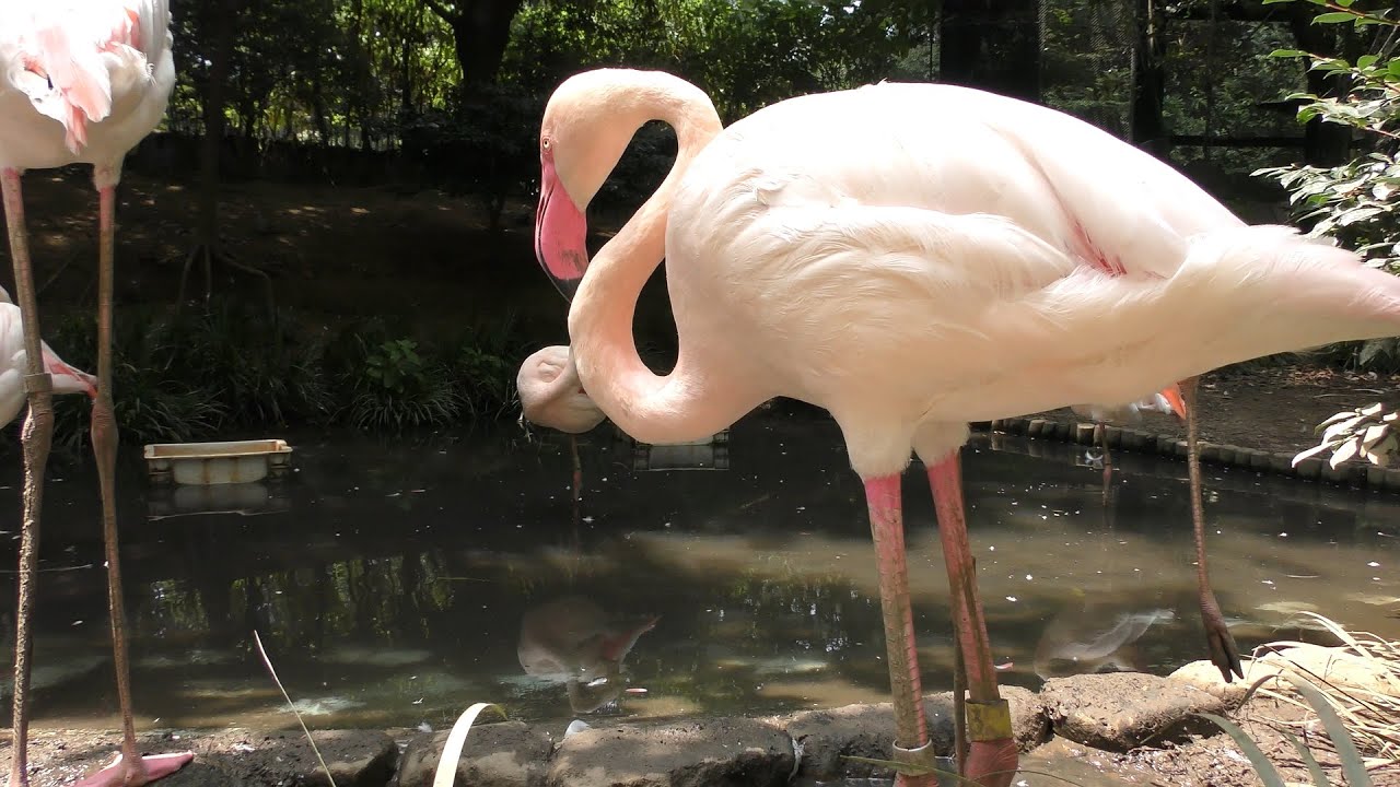 Greater flamingo