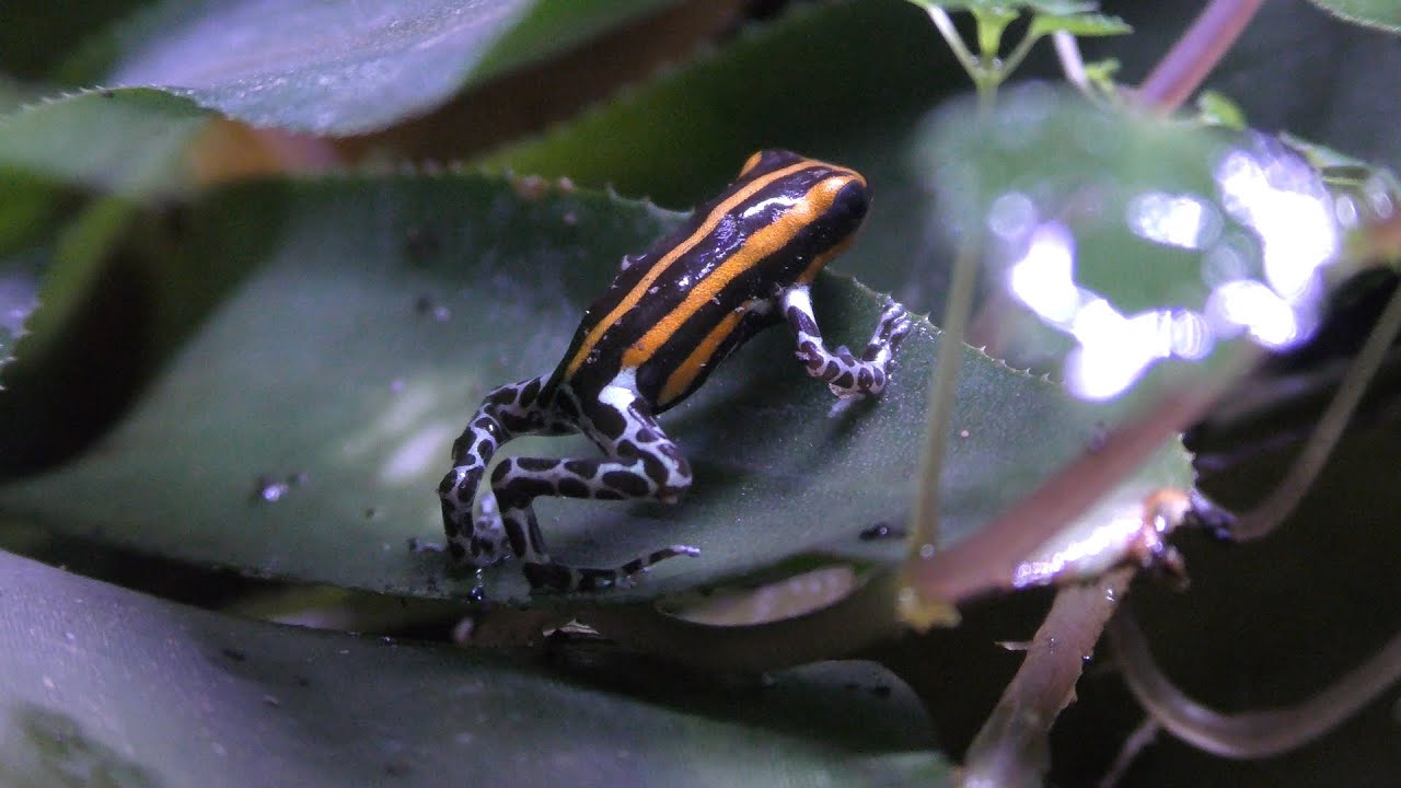 Lamasi poison dart frog