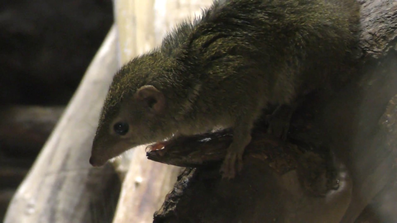 Common treeshrew