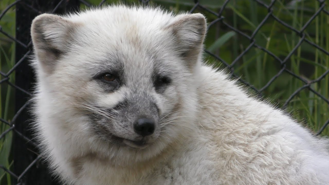 Arctic fox