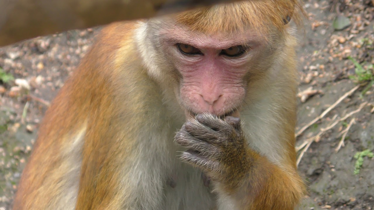 Toque macaque
