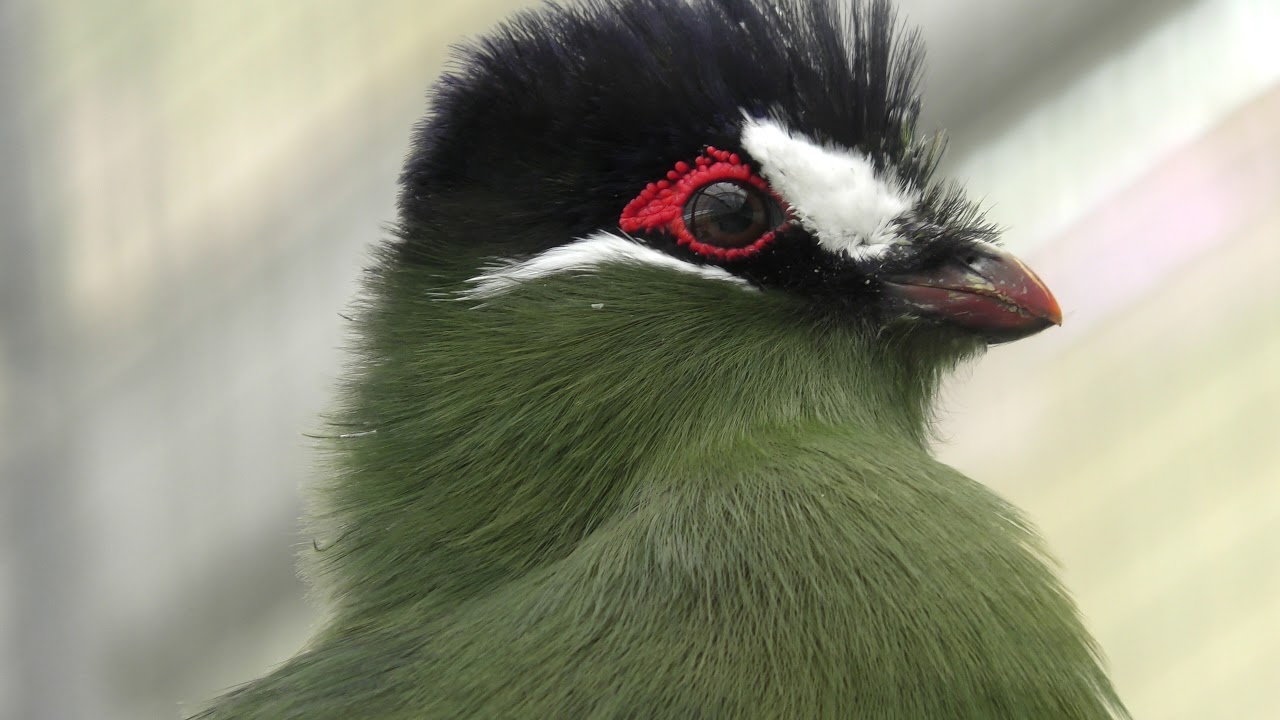 Hartlaub's turaco