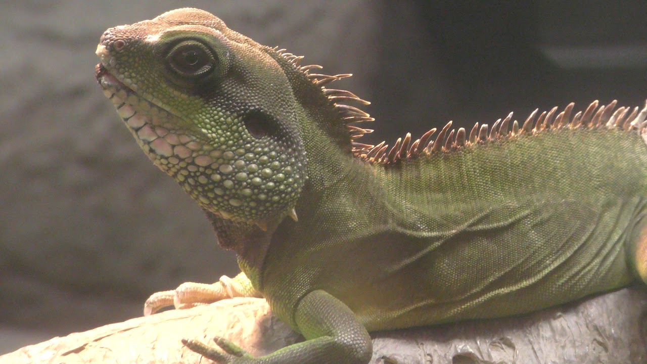 インドシナウォータードラゴン
