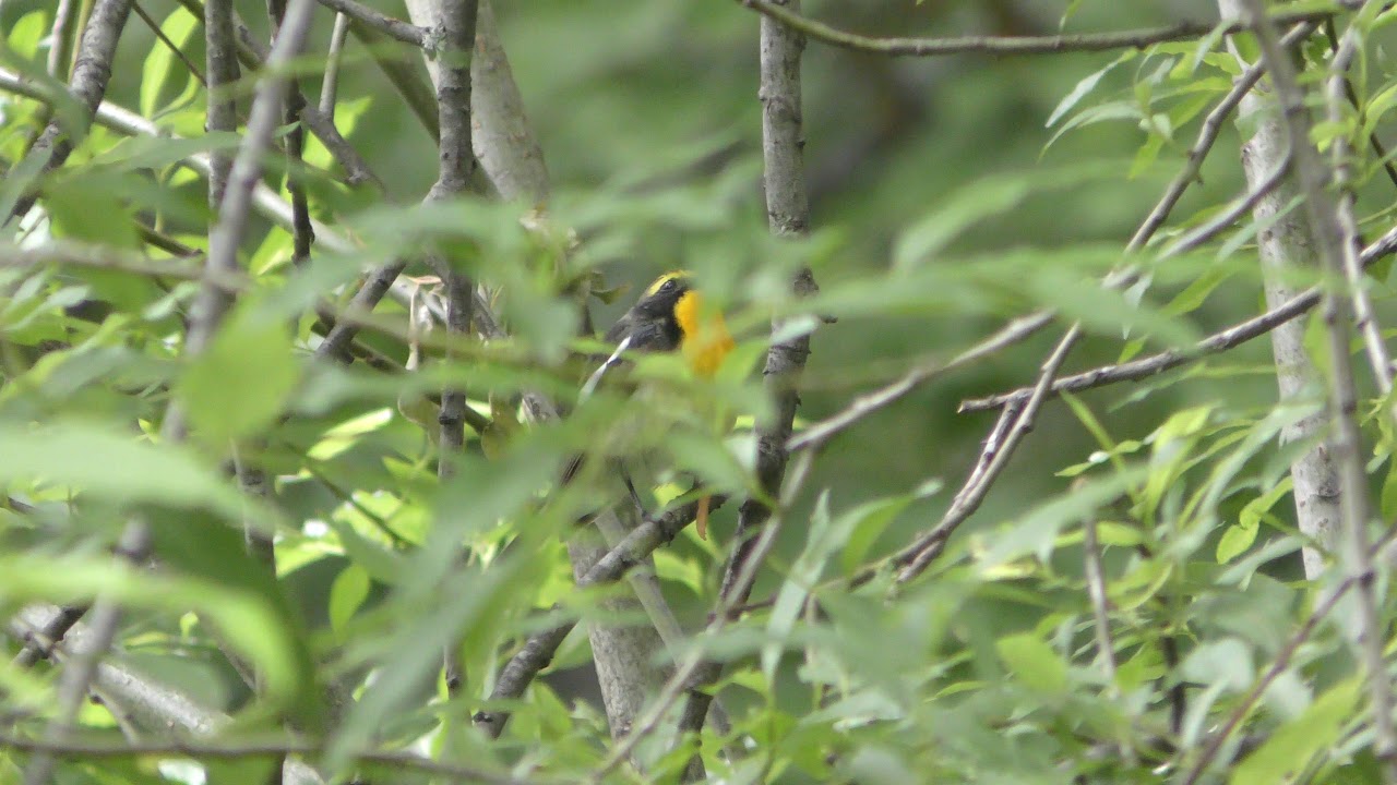 Narcissus flycatcher