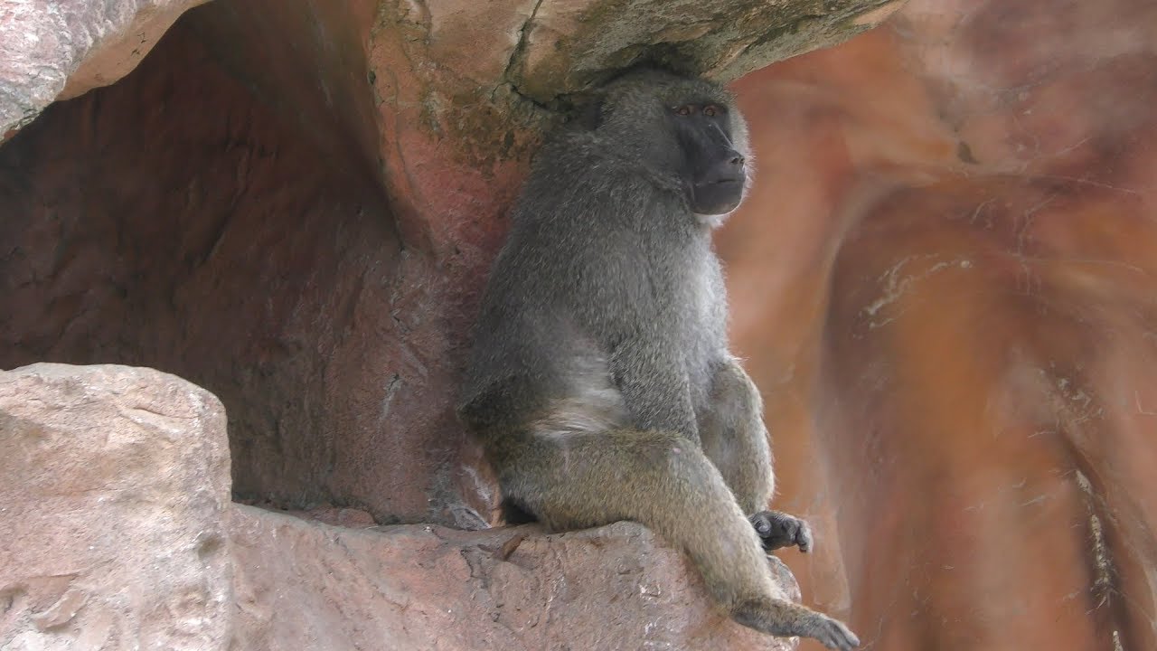 Olive baboon