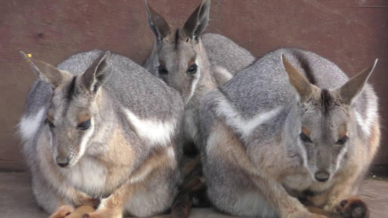Yellow-footed rock-wallaby