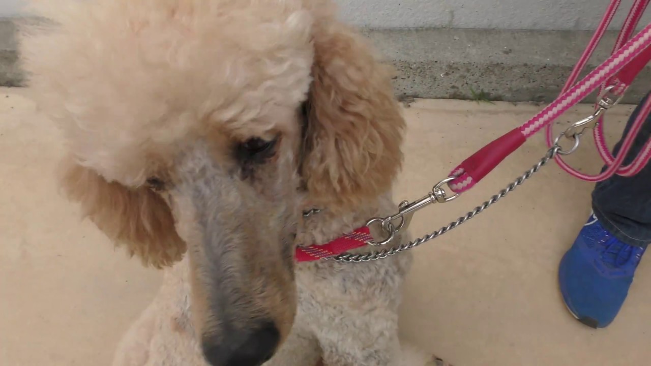 Poodle