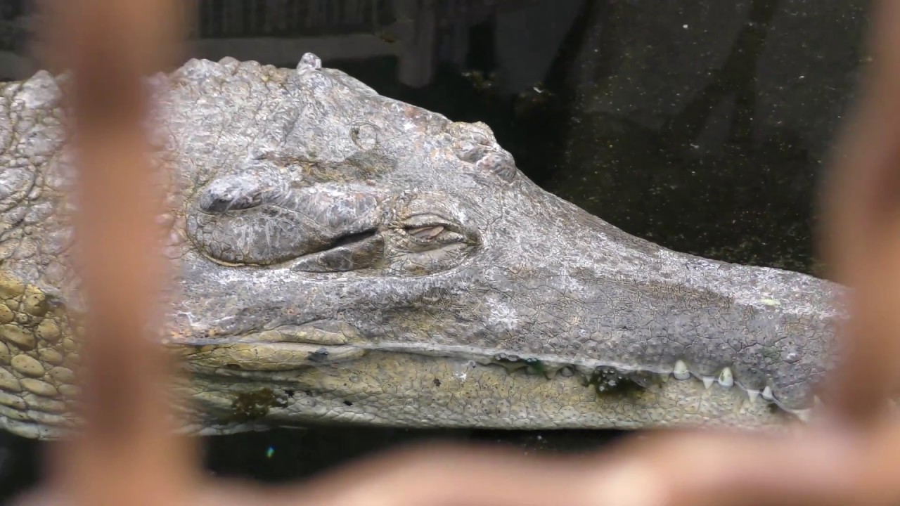 Slender-snouted crocodile