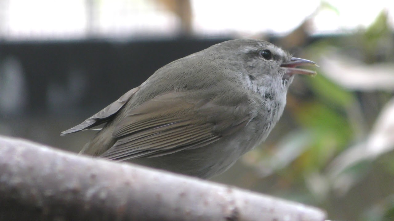Japanese bush warbler