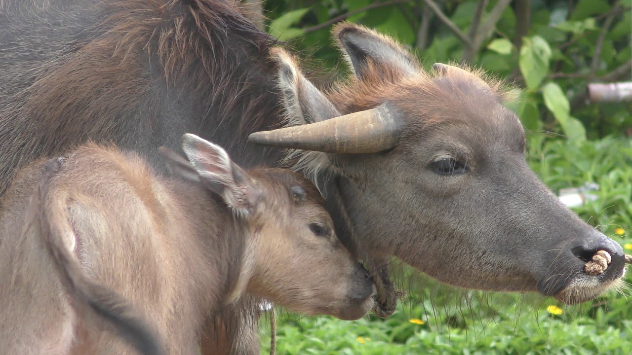 Water buffalo