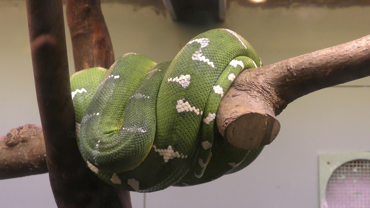 Emerald tree boa