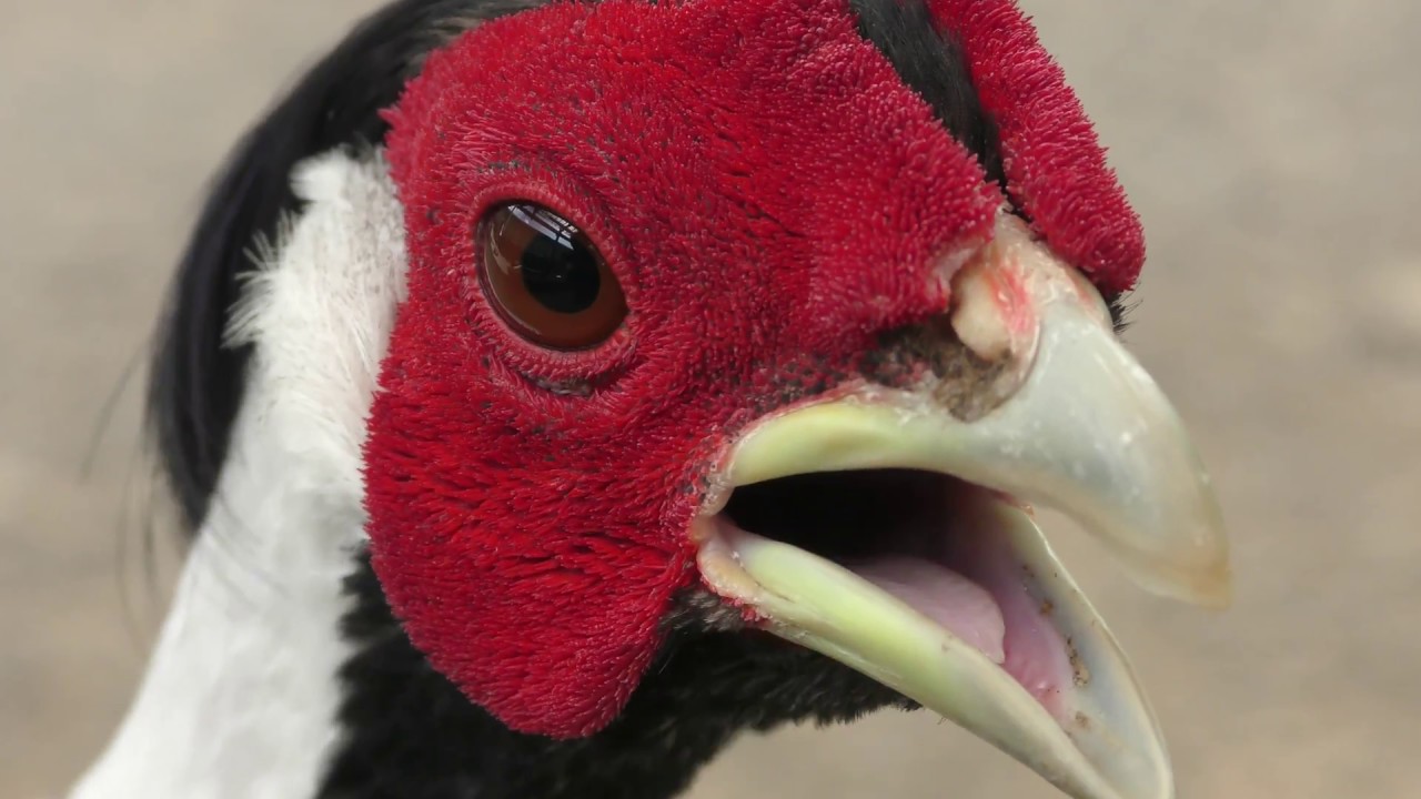 Silver pheasant