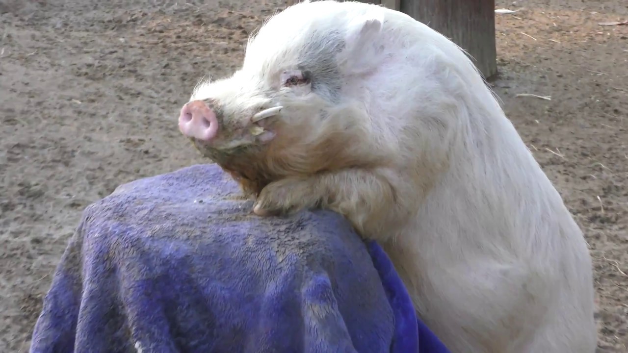 Pig