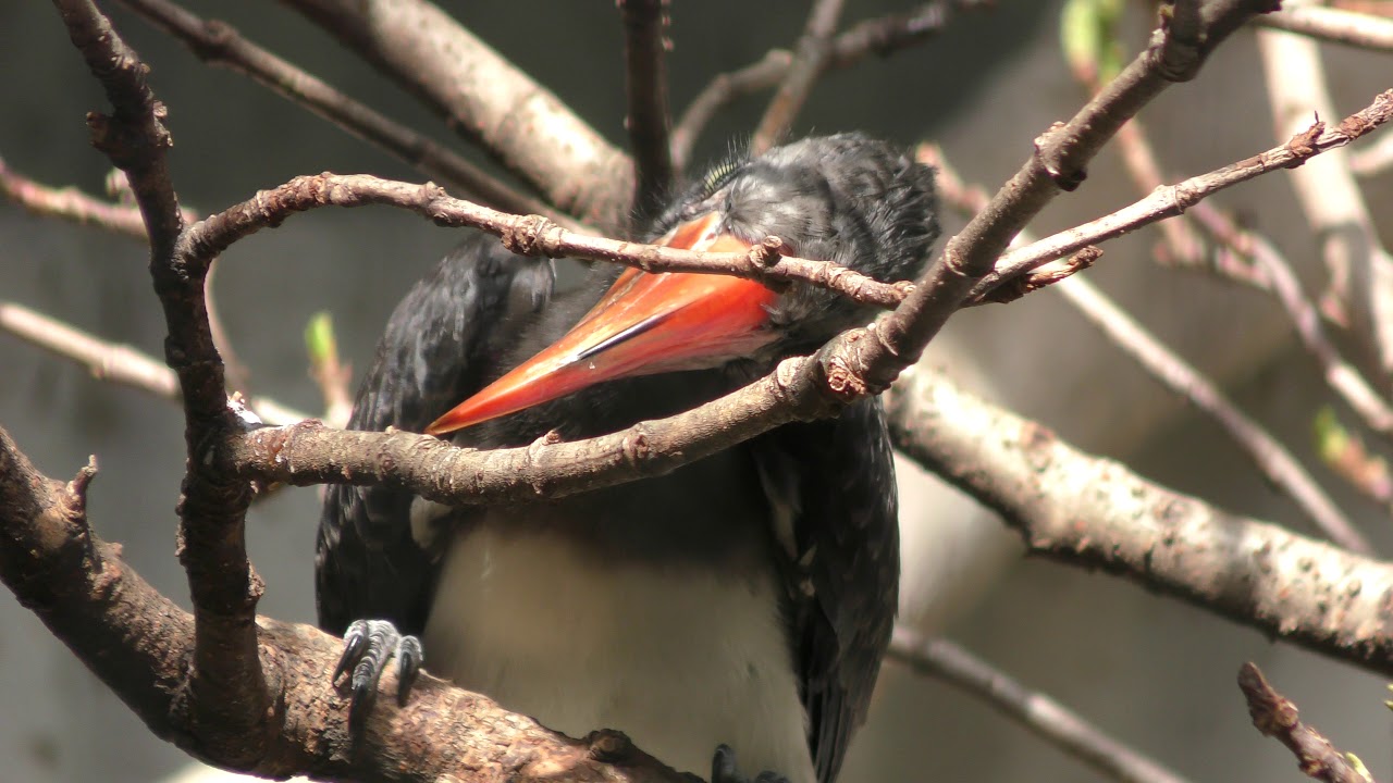 Crowned hornbill