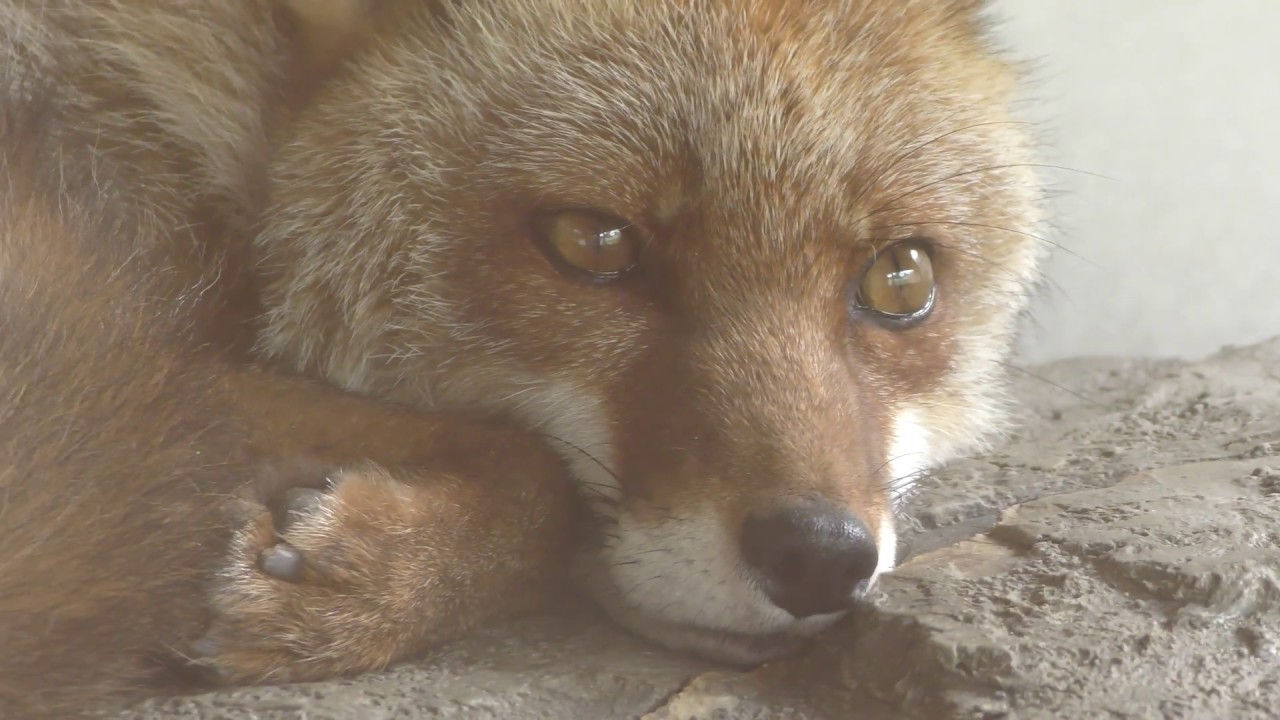 Red fox