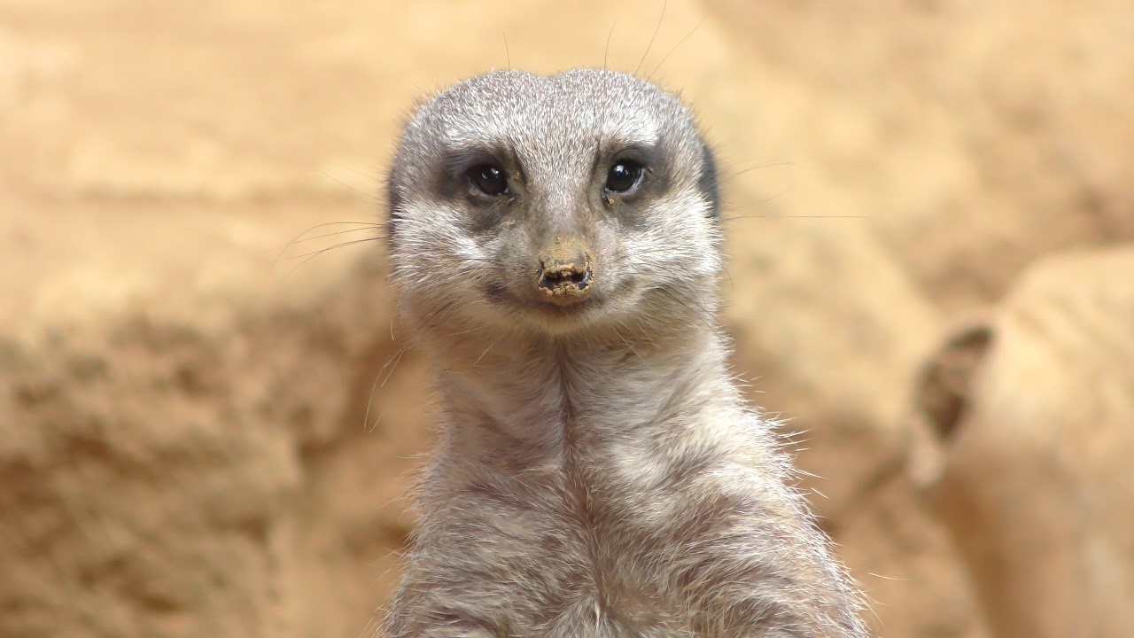 Meerkat