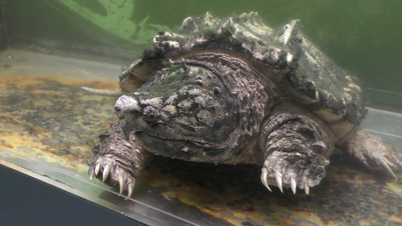 Alligator snapping turtle