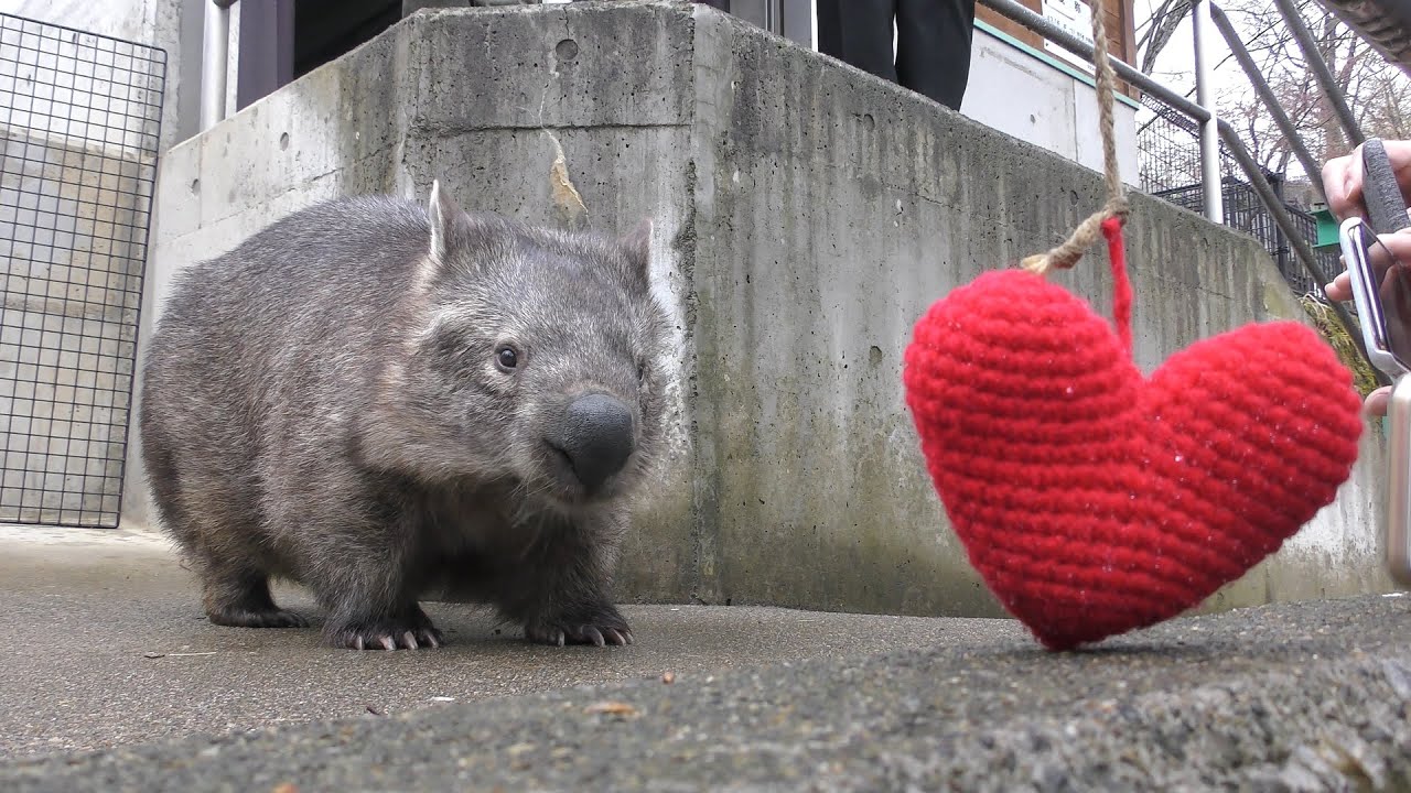 Coarse-haired wombat