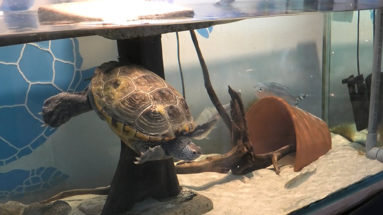 Diamondback terrapin