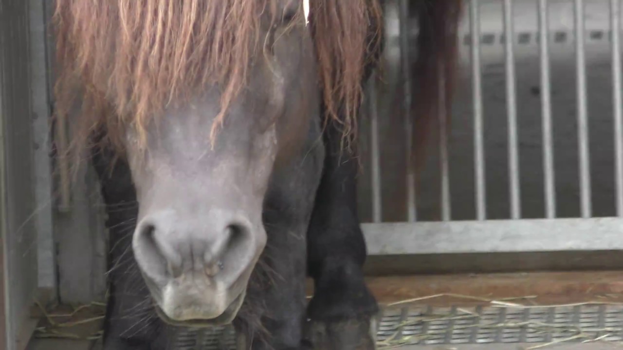 Tokara horse