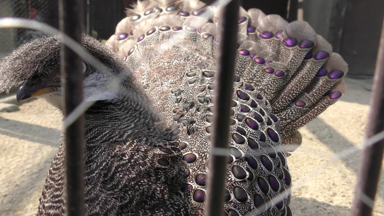 Grey peacock-pheasant