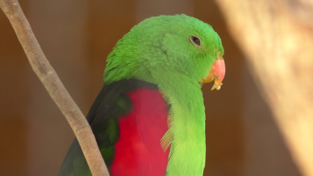 Red-winged parrot