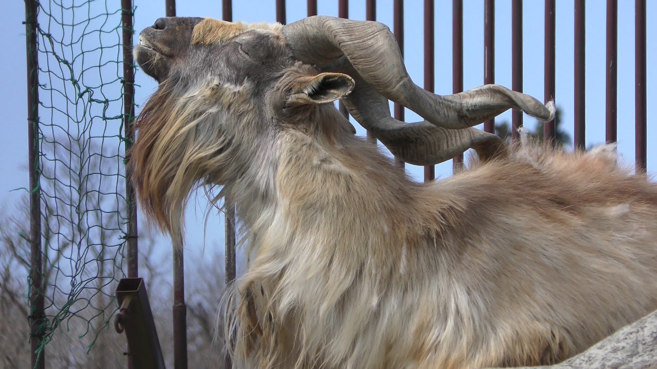 Markhor